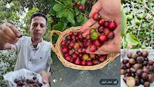 جوافة بحجم الكريز وطعم الفراولة.. سر ثمرة تُباع بـ 2000 جنيه للكيلو في الشرقية -فيديو وصور  