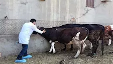 غدًا.. الزراعة تطلق حملة تحصين الماشية ضد الحمى القلاعية