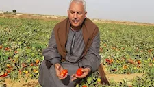نقيب الفلاحين يتوقع وصول كيلو الطماطم إلى40 جنيها أول أكتوبر المقبل