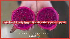 الكيلو بـ 500 جنيه.. شاهد فاكهة التنين بألوانها الـ 4 في المنيا