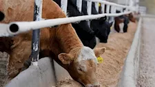 اليوم.. الزراعة تطلق الحملة القومية الثانية لتحصين الماشية ضد مرضي الحمى القلاعية 