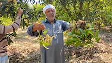 "محصولنا اتضرب وضاع شقى السنة".. مزارعو المانجو بكفرالشيخ يصرخون من تراجع