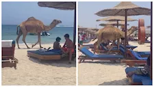 "ساب مكانه وراح البحر".. جمل يفاجئ السائحين على شاطئ بمرسى علم (فيديو وصور)