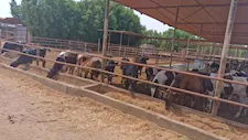 الزراعة: تجديد الاعتماد الدولي لمعمل "بحوث الصحة الحيوانية" ببنها