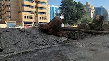 من شارع جامعة الدول إلى النيابة.. كيف تحركت الحكومة لوقف قطع الأشجار؟