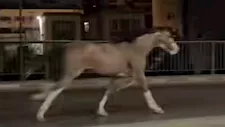 مصور فيديو الحصان الجامح على كوبري 15 مايو يكشف تفاصيل الواقعة
