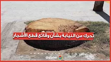 تحرك من النيابة بشأن قطع الأشجار.. ما القصة؟