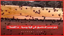 غزو مرعب للدعاسيق في قرية روسية.. ما القصة؟