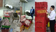 حماية المستهلك يضبط 6 أطنان دواجن فاسدة قبل إعادة توريدها للمصانع بالقليوبية