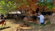 تحصين 76 ألف رأس ماشية ضد الحمى القلاعية والوادي المتصدع بالمنيا
