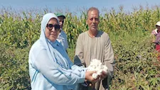 فرحة الفلاحين من حقول الرياض.. انطلاق موسم جني القطن في كفر الشيخ