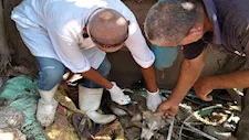 تحرك عاجل من بيطري المنوفية بعد واقعة هجوم الكلاب على أغنام ميت مسعود- صور