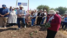 "البطاطا الحلوة تفتح أبواب التصدير".. الفاو تدعم مزارعات المنيا بمشروعات جديدة (صور)