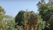 محافظة القاهرة توضح حقيقة قطع شجرة كافور معمرة في المعادي
