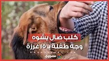 كلب يهاجم طفلة وينقلها للمستشفى بحالة حرجة