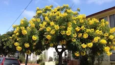 أكاسيا وبونسيانا وخف الجمل.. 7 أنواع أشجار سيتم زراعتها لتخضير القاهرة