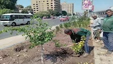 صور- الجيزة تتوسع في التشجير وتجميل الطرق والميادين بعدة أحياء 