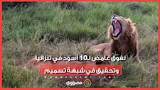 10 أسود نافقة في تنزانيا.. وتحقيق في شبهة تسميم