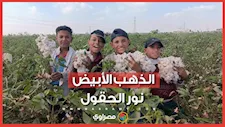 الذهب الأبيض نور الحقول.. فرحة الفلاحين بجني القطن في الإسماعيلية