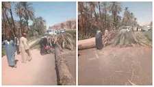  بالصور- سقوط نخلة يعطل الحركة المرورية على طريق «مصر – أسوان» الزراعي