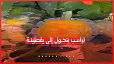 قبل الهالوين.. مزارع أميركي يحول ترامب إلى يقطينة