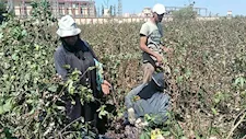 من الفجر للحصاد.. "الذهب الأبيض" يكسو الشرقية و37 ألف فدان تستعد للجني (صور)