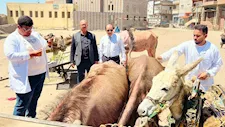  بينها فحص بالسونار.. بيطري الدقهلية يطلق قافلة علاجية بقرية "البشنيني"