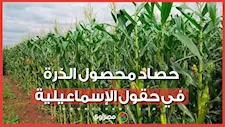 فرحة ورزق حلال.. شاهد حصاد محصول الذرة في حقول الإسماعيلية