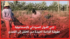جني الفول السوداني بالإسماعيلية.. طريقة الزراعة الجيدة من الحقل إلى التصدير