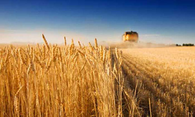 بلومبرج: طلب مصر على القمح يرفع أسعاره بالأسواق ال