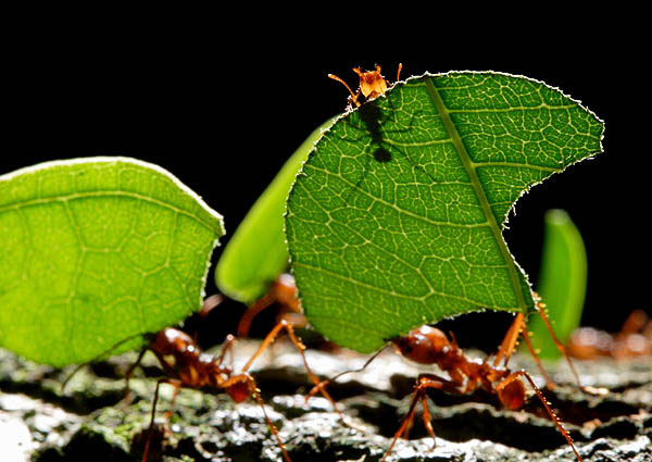وسائل منزلية بسيطة للقضاء على النمل