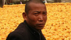 مزارعون صينيون يبنون حائطا من أوراق النقود