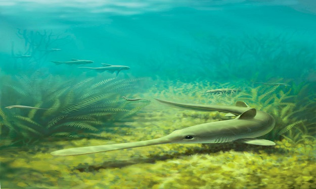 علماء يكشفون النقاب عن أقدم حاضنات ''القرش''