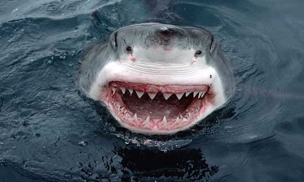 استراليا تبدأ حملة إعدام أسماك القرش بالرصاص الحي