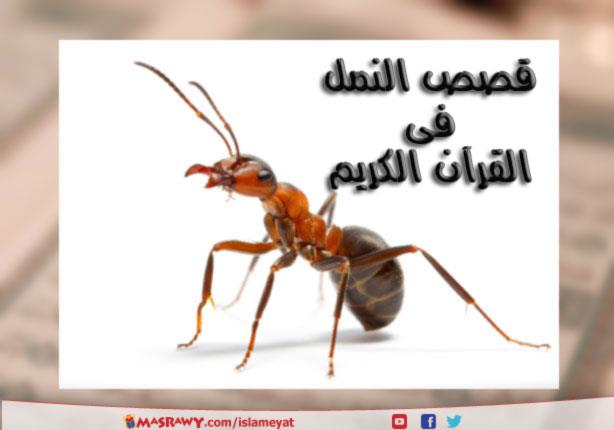 قصة النملة مع نبي الله سليمان في القرآن