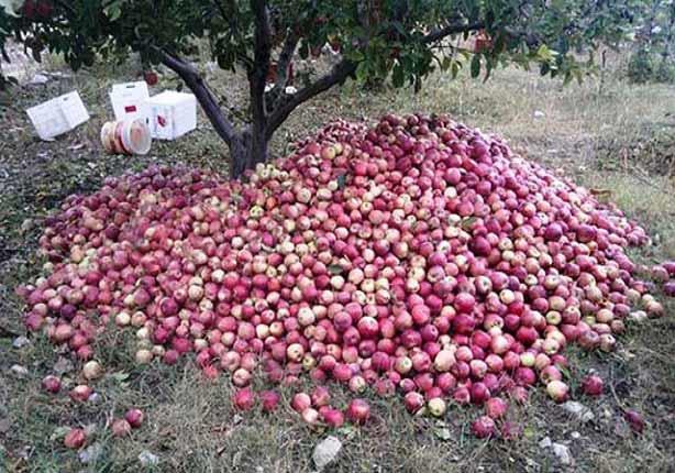 التفاح اللبناني 