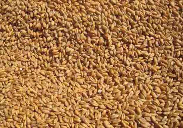 الهند تعرب عن رغبتها في تصدير القمح إلى مصر