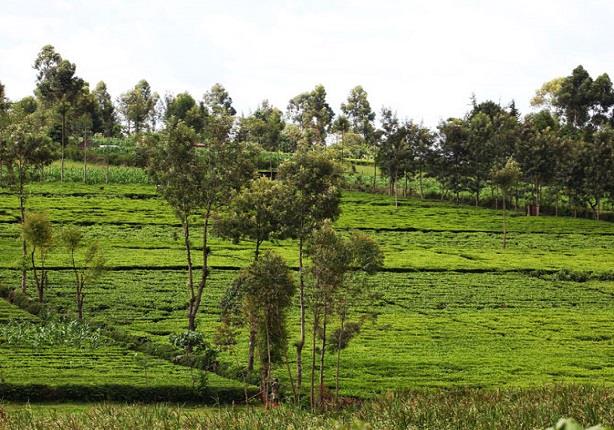 أشجار الشاي في كينيا