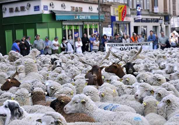 احتجاج الخراف فى فرنسا