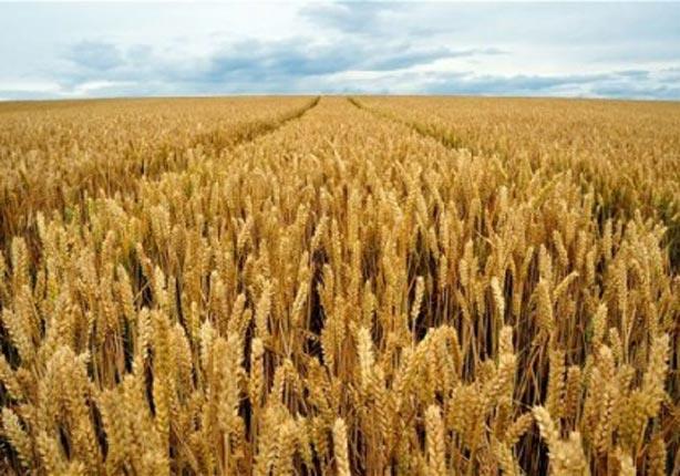 مساحات زراعة القمح