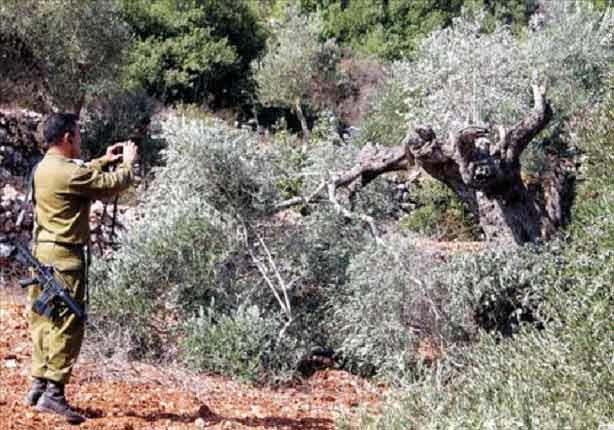 مستوطنون إسرائيليون يقطعون أشجار الزيتون