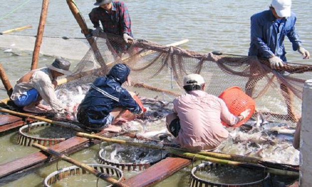 0.7'' زيادة في إنتاج الأسماك في مصر خلال 2012