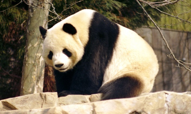 الصين تعير بلجيكا اثنين من الباندا العملاقة مقابل 