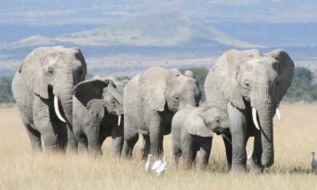الفيلة تمتلك مهارات ''بشرية'': تخمن العمر عن طريق 