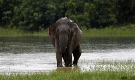 فيل يبحث عن طعام يتسبب في مصرع ستة أشخاص في تايلان