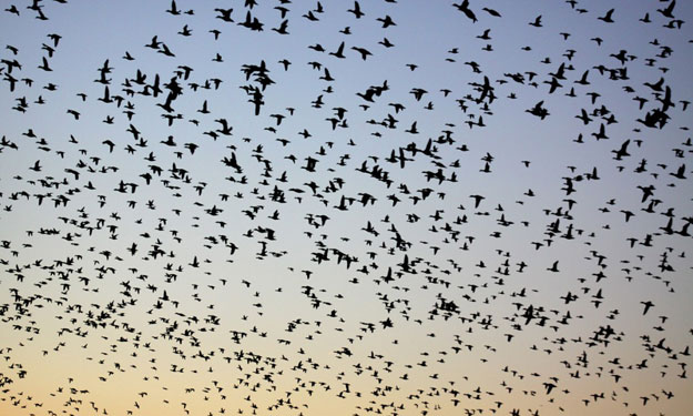 وزارة البيئة تحتفل باليوم العالمي لهجرة الطيور الح