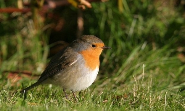 بالفيديو- الضوضاء تؤثر على مسار هجرة الطيور