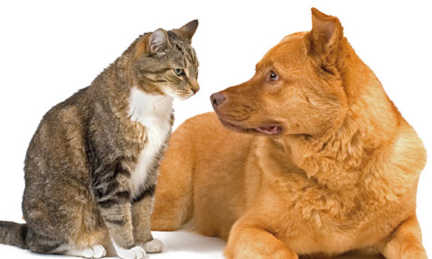 فيروس كورونا: اختبارات على الجمال والكلاب لحل لغز 