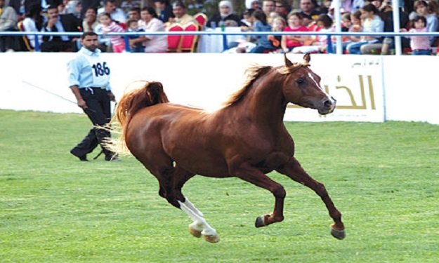 الإمارات تنظم مؤتمرا عالميا بلندن لحماية الخيول ال