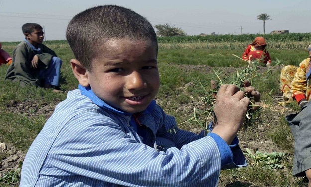 الفاو: 98 مليون طفلا يعملون في قطاع الزراعة على مس